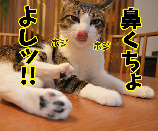 身だしなみ　猫の写真で４コマ漫画　２コマ目ッ