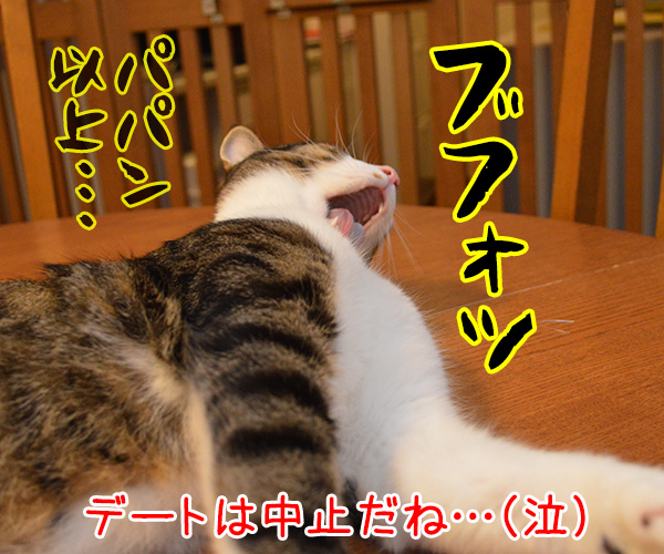 身だしなみ　猫の写真で４コマ漫画　４コマ目ッ