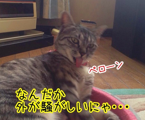 コラボ　其の一（うりたん）　猫の写真で４コマ漫画　１コマ目ッ