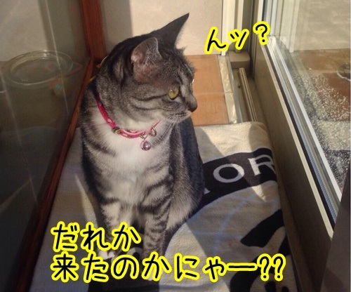 コラボ　其の一（うりたん）　猫の写真で４コマ漫画　２コマ目ッ