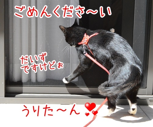 コラボ　其の一（うりたん）　猫の写真で４コマ漫画　３コマ目ッ