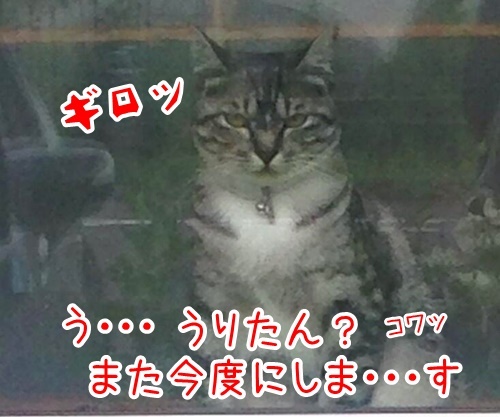 コラボ　其の一（うりたん）　猫の写真で４コマ漫画　４コマ目ッ