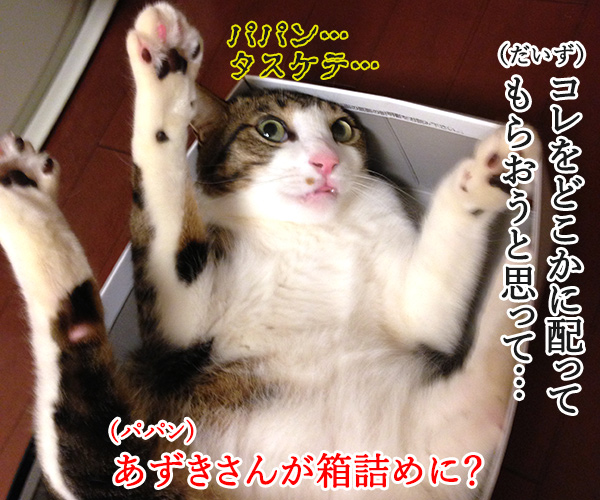 サンタさんが来たら…　猫の写真で４コマ漫画　３コマ目ッ