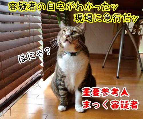 コラボ　其の三（まっく）　猫の写真で４コマ漫画　１コマ目ッ