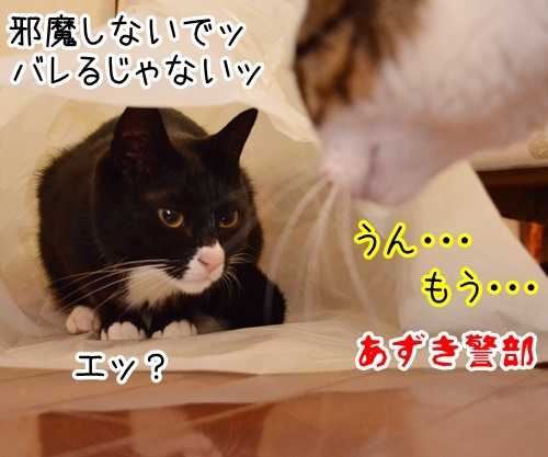 コラボ　其の三（まっく）　猫の写真で４コマ漫画　３コマ目ッ