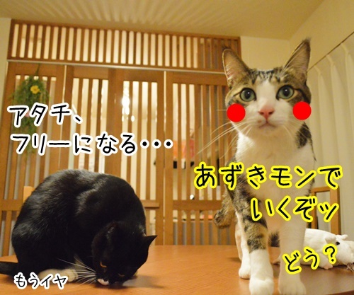 だいずモン　猫の写真で４コマ漫画　４コマ目ッ