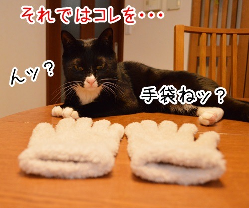 リスペクト　猫の写真で４コマ漫画　３コマ目ッ