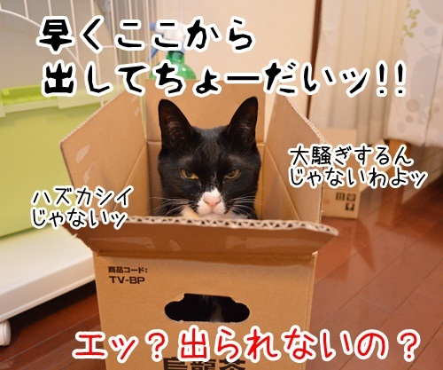 要求は　猫の写真で４コマ漫画　４コマ目ッ