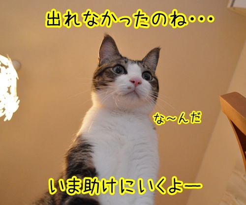 ヘルプッ　猫の写真で４コマ漫画　１コマ目ッ