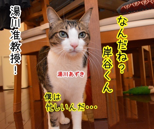 コラボ其の四（ナーたん）　猫の写真で４コマ漫画　１コマ目ッ