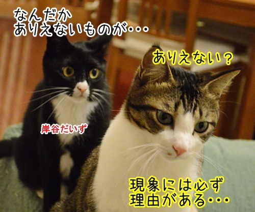 コラボ其の四（ナーたん）　猫の写真で４コマ漫画　２コマ目ッ