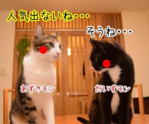 キメゼリフ　猫の写真で４コマ漫画　１コマ目ッ