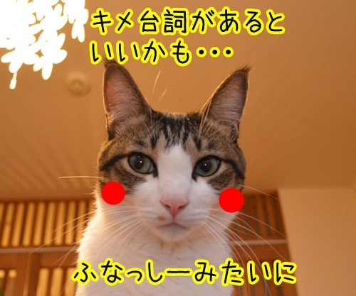 キメゼリフ　猫の写真で４コマ漫画　２コマ目ッ