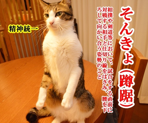 あずき４連発（学校生活編）　猫の写真で４コマ漫画　１コマ目ッ