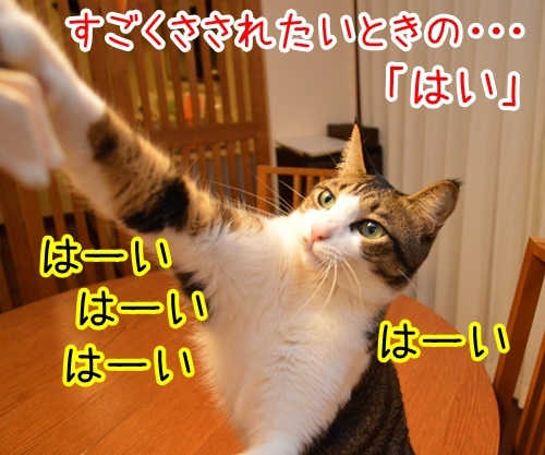 あずき４連発（学校生活編）　猫の写真で４コマ漫画　３コマ目ッ