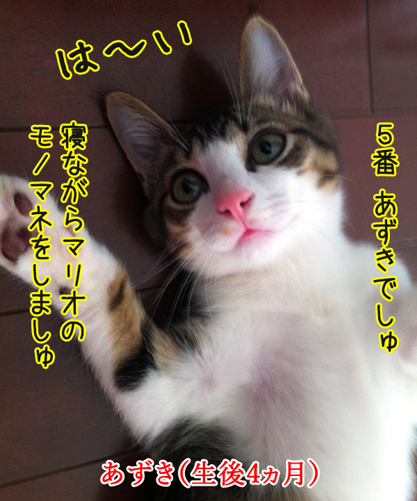 オーディション　猫の写真で４コマ漫画　１コマ目ッ