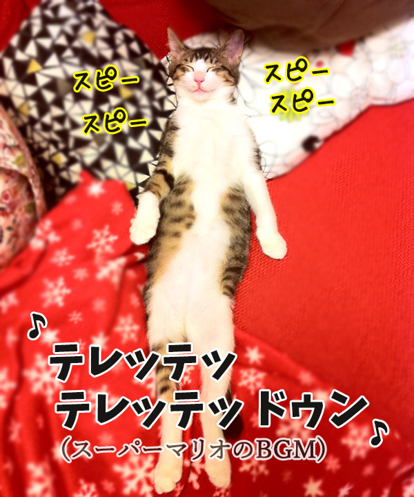 オーディション　猫の写真で４コマ漫画　２コマ目ッ