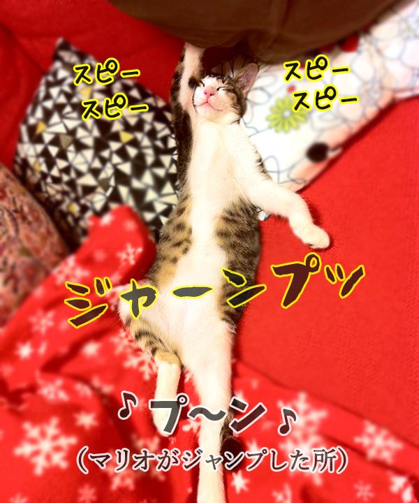 オーディション　猫の写真で４コマ漫画　３コマ目ッ