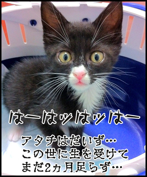 アテレコ　猫の写真で４コマ漫画　１コマ目ッ