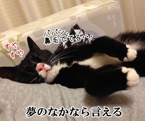 セーラームーン　猫の写真で４コマ漫画　２コマ目ッ