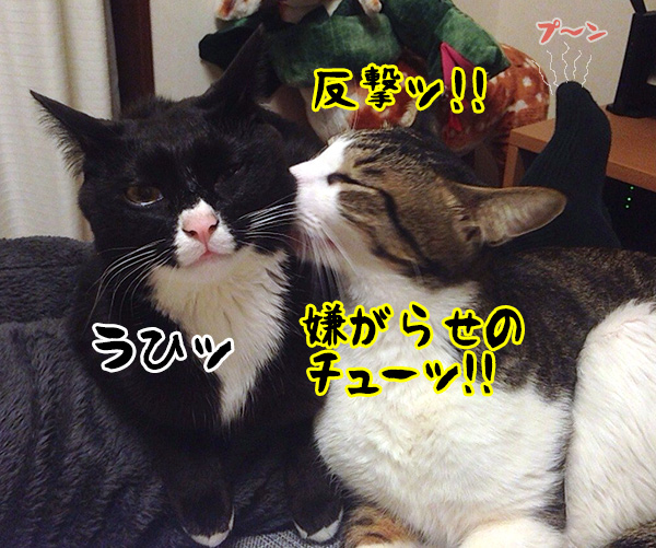 どくのよッ　猫の写真で４コマ漫画　４コマ目ッ