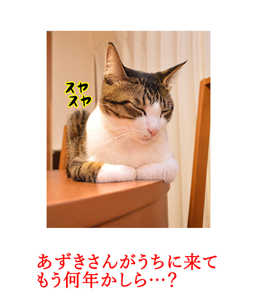 もみもみふみふみ　猫の写真で４コマ漫画　１コマ目ッ