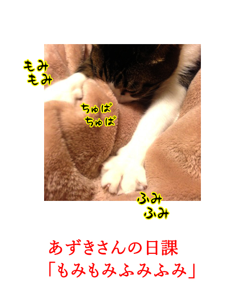 もみもみふみふみ　猫の写真で４コマ漫画　２コマ目ッ