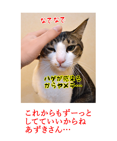 もみもみふみふみ　猫の写真で４コマ漫画　４コマ目ッ