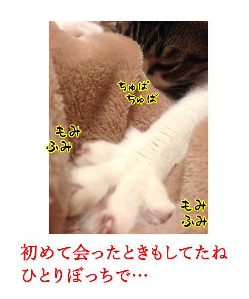 もみもみふみふみ　猫の写真で４コマ漫画　３コマ目ッ