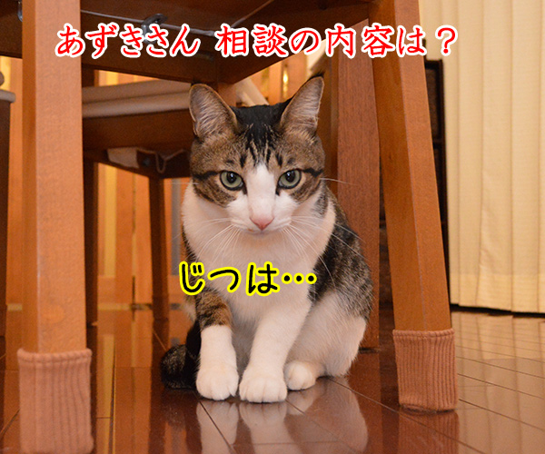 Ｄ子さん　猫の写真で４コマ漫画　２コマ目ッ