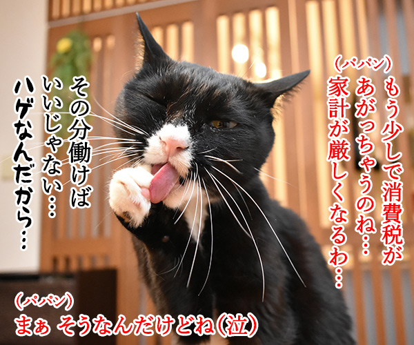 消費税があがると家計が…　猫の写真で４コマ漫画　１コマ目ッ