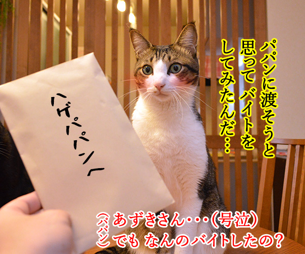 消費税があがると家計が…　猫の写真で４コマ漫画　３コマ目ッ