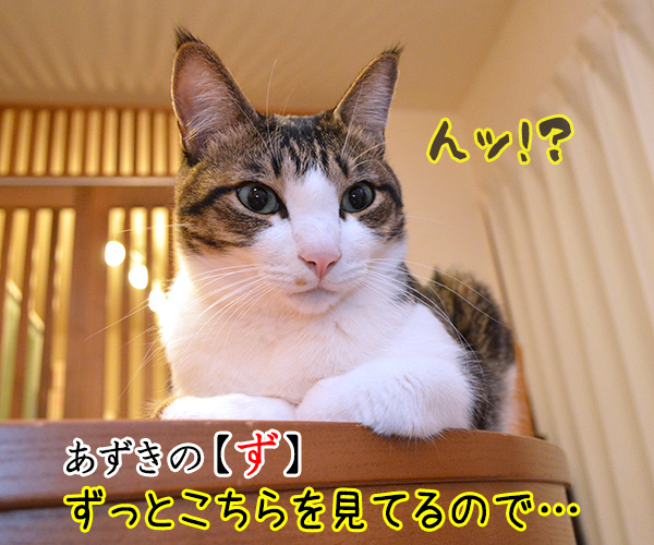 あいうえお作文(あずき編)　猫の写真で４コマ漫画　２コマ目ッ