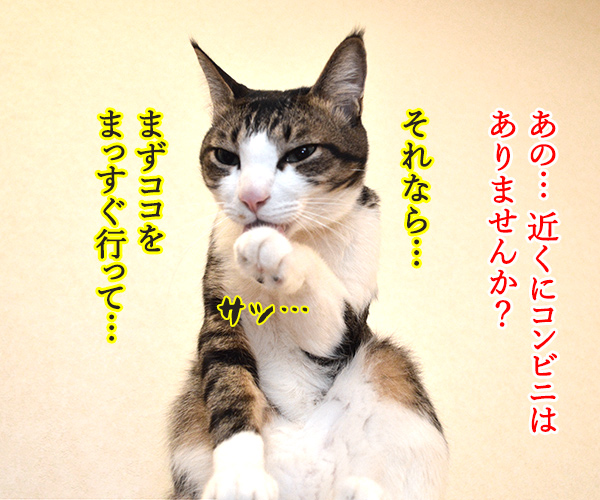 あずきさんが道案内したら…？　猫の写真で４コマ漫画　１コマ目ッ