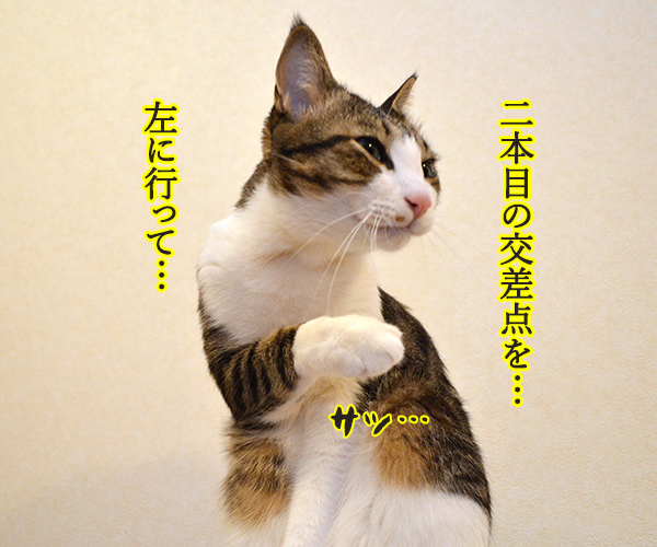 あずきさんが道案内したら…？　猫の写真で４コマ漫画　２コマ目ッ