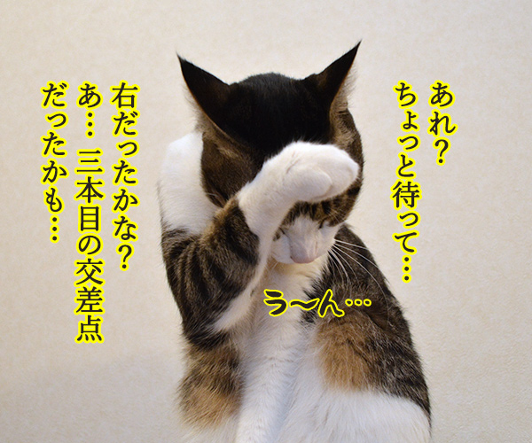 あずきさんが道案内したら…？　猫の写真で４コマ漫画　３コマ目ッ