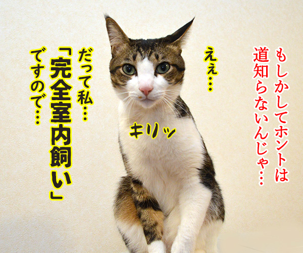 あずきさんが道案内したら…？　猫の写真で４コマ漫画　４コマ目ッ