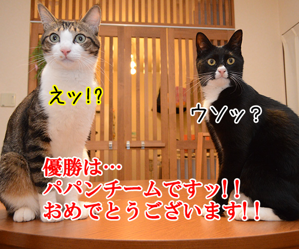 勝利の瞬間　猫の写真で４コマ漫画　１コマ目ッ