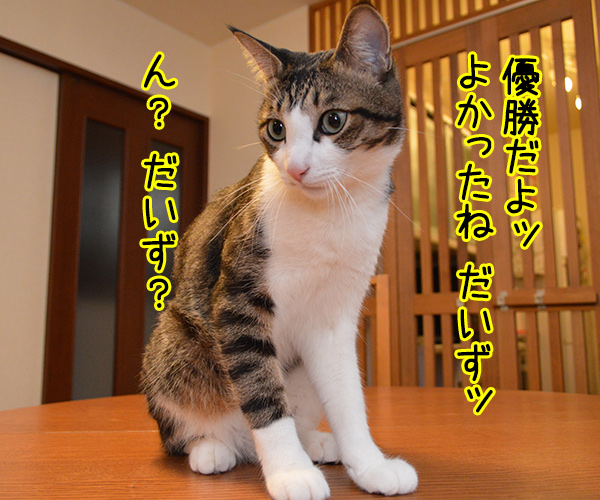 勝利の瞬間　猫の写真で４コマ漫画　３コマ目ッ