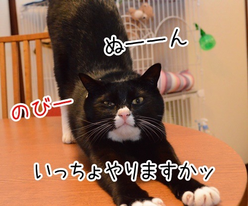 ぬーん　猫の写真で４コマ漫画　４コマ目ッ