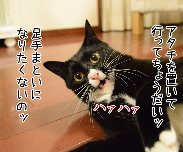 もうダメみたい…　猫の写真で４コマ漫画　２コマ目ッ