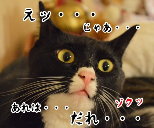 コラボ　其の五（ほっちゃん）　猫の写真で４コマ漫画　４コマ目ッ