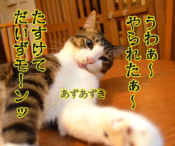 助けて！！だいずモン　其の一　猫の写真で４コマ漫画　１コマ目ッ