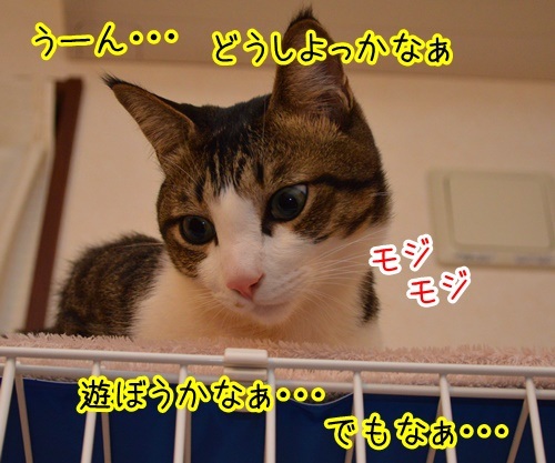 こっちにおいで　猫の写真で４コマ漫画　３コマ目ッ