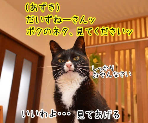 ネタ見せ　其の一　猫の写真で４コマ漫画　１コマ目ッ