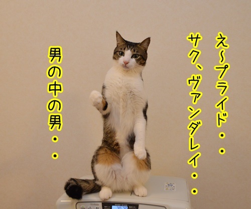 ネタ見せ　其の一　猫の写真で４コマ漫画　２コマ目ッ