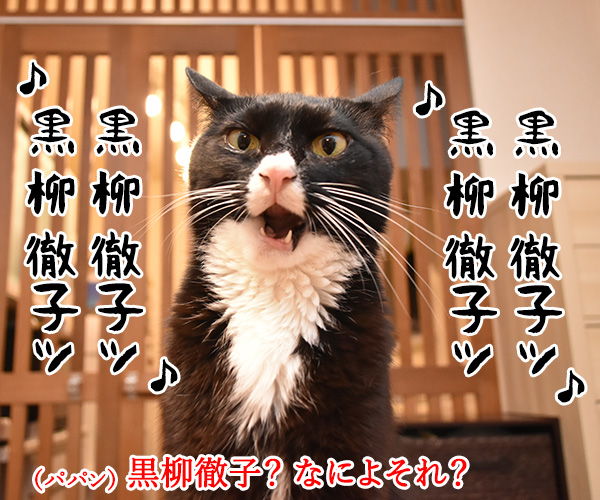 黒柳徹子の歌　猫の写真で４コマ漫画　１コマ目ッ