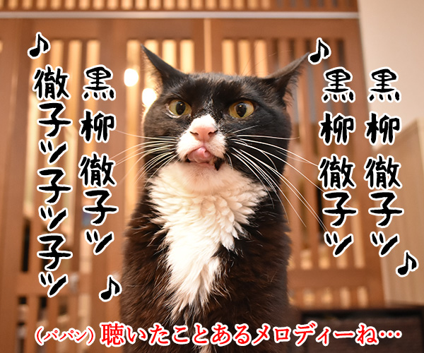 黒柳徹子の歌　猫の写真で４コマ漫画　２コマ目ッ