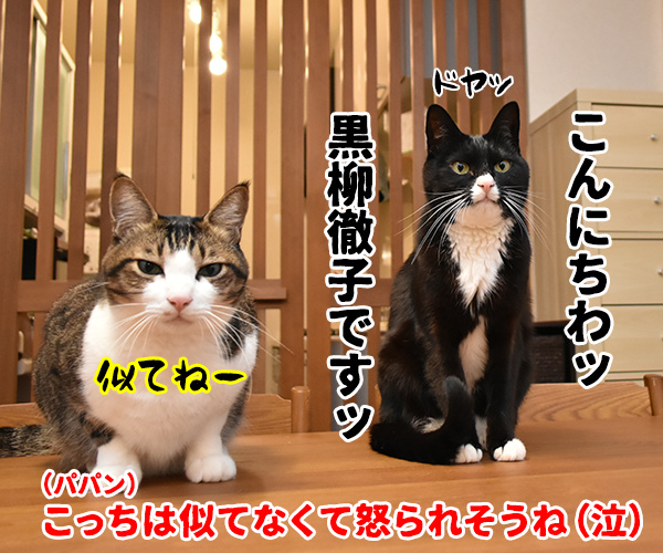 黒柳徹子の歌　猫の写真で４コマ漫画　４コマ目ッ