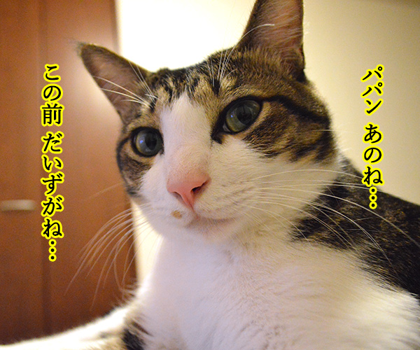 だってボク　猫の写真で４コマ漫画　１コマ目ッ